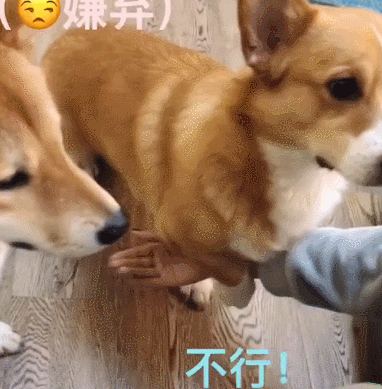 主人用吃的训练小柴犬握手,老柯基看到后的表现出了吃货的本能!