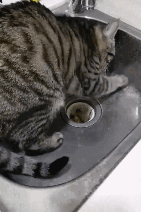 不然怎么办呢,养猫久了才知道,猫咪萌的时候不多,闯祸却大有时间,每天