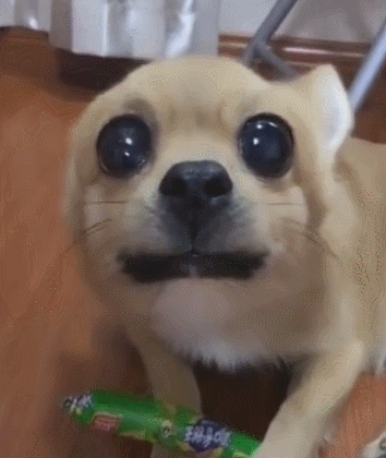 狗狗护食对主人龇牙,拿它食物就咬人,被一巴掌打醒!