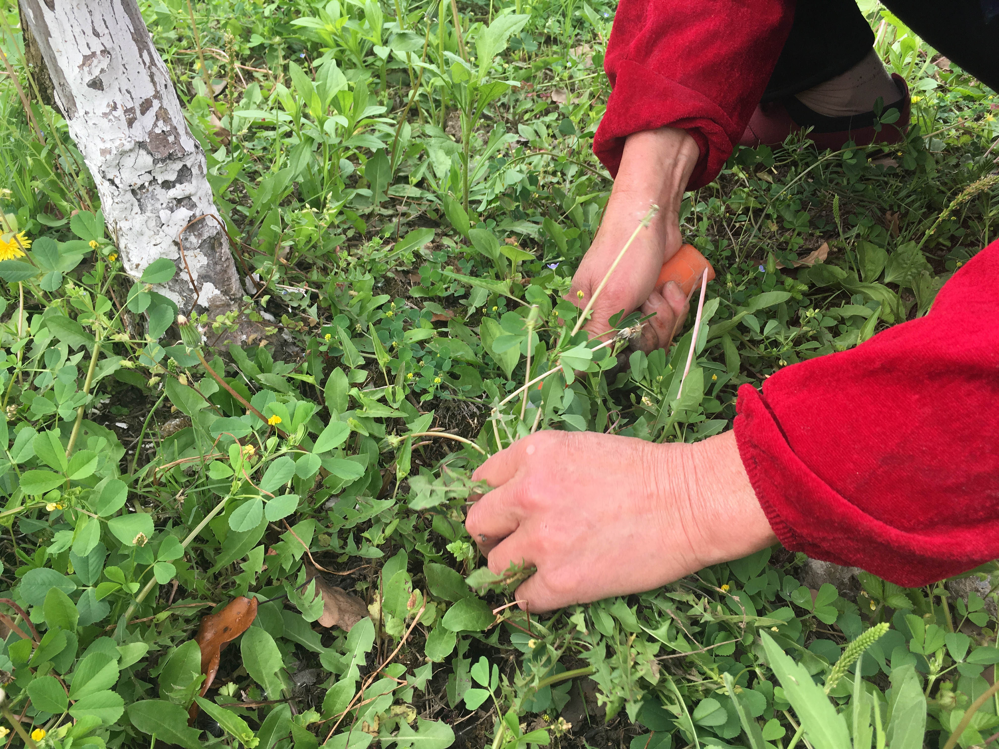 农村大爷大妈路边挖野菜泡水喝 称:据传可以治病