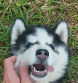 作为上帝创造狼时打的草稿,哈士奇的搞笑本领是与生俱