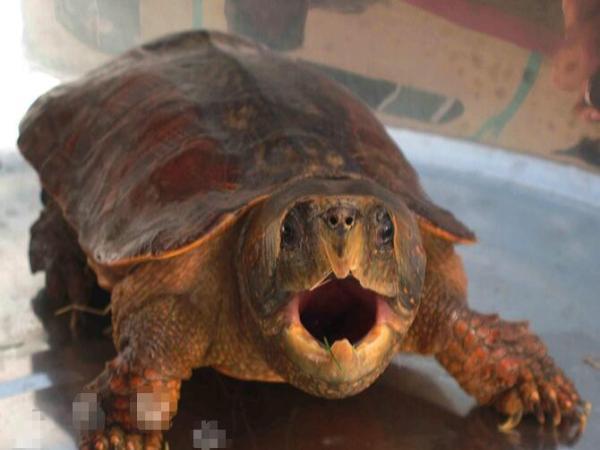 世界上10种不同的乌龟,有些很凶猛脾气暴躁,跟鳄鱼差不多!