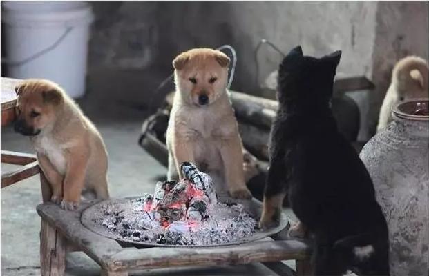 冬天来了,看着农村土狗烤火,也挺惬意!