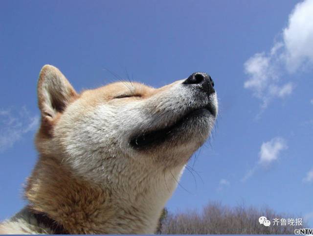 16岁表情包柴犬北登去世 日本网民集体哀悼