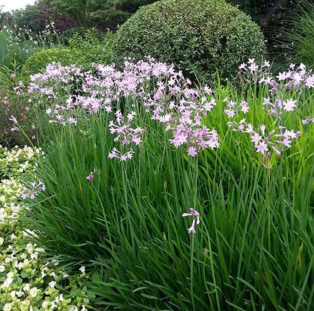 紫娇花 石蒜科多年生草本植物,球根花卉,株高30厘米左右,外形特征与