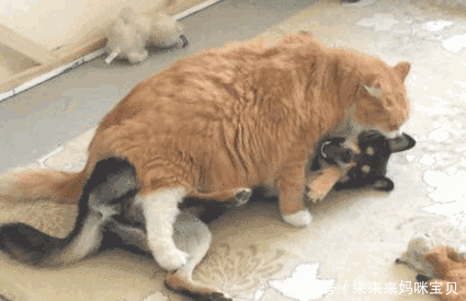 吓老子一跳 原来我一直喜欢的妹子是这样的人 你给我等着,等我出院了