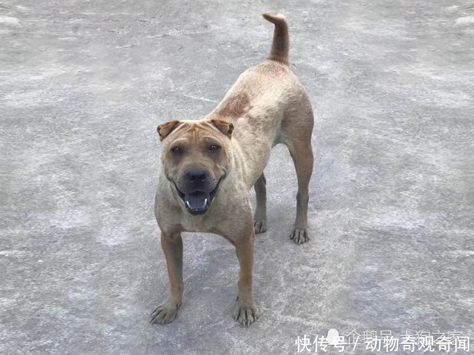 中国最凶猛的三种犬:都是土狗中的扛把子,凶猛不输国外斗犬