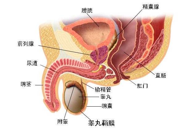 前列腺疾病难以启齿?耽误了治疗影响的是自己的健康!