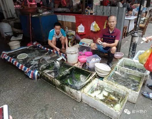 市场名称:北站市场 摊位号(名称):鱼行临时摊第一摊