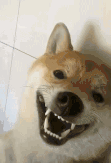 搞笑gif:我有姑姑在,我不怕你!