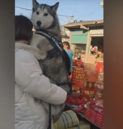 哈士奇被主人抱着,生无可恋,露出一副得意忘形的笑脸!
