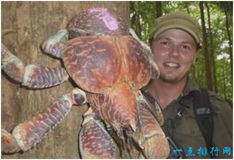 世界上最大的陆生螃蟹,椰子蟹体长达1米,喜欢爬树摘椰子