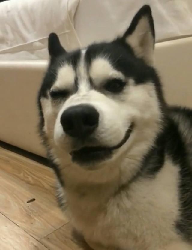 不得不说,二哈哭泣的表情也是没谁了!