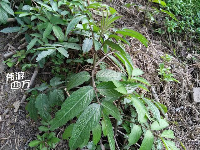 农村这种恶臭植物,农民嫌弃,却不知它能去风湿