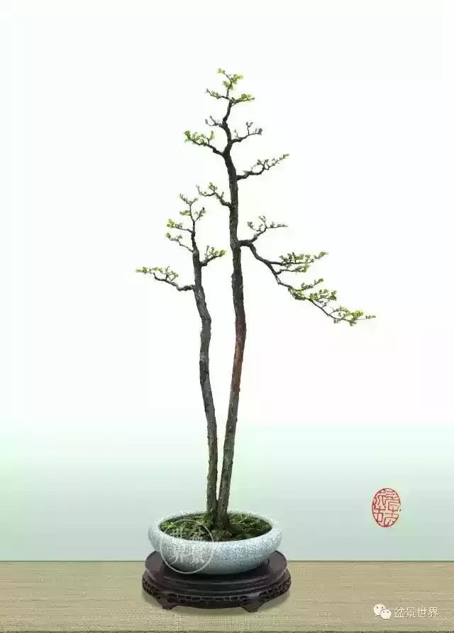 郑永泰老师盆景作品欣赏 让人大开眼界