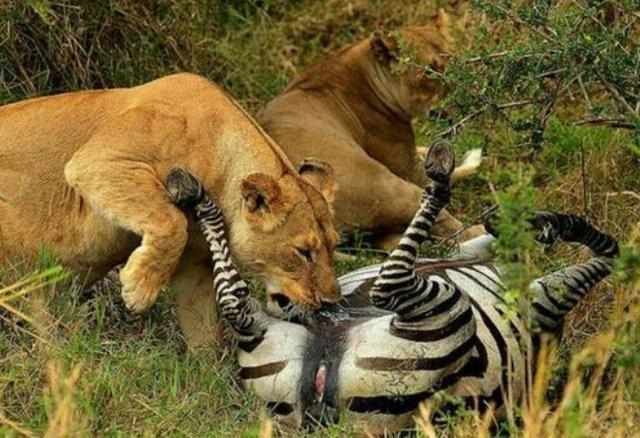 母狮咬死斑马不急着吃掉,狮子下一刻的举动让游客直呼