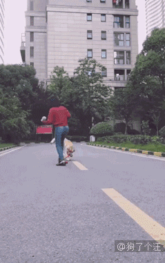 人遛狗经常见,见过狗遛人的咩?