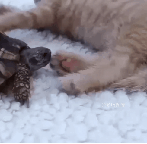 但直接把别人撞翻车了,估计自己也要摊上麻烦吧 全球搞笑gif:北冥有鱼