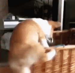 作为柯基最显著的萌点,这两双小短腿闹出的笑话可真不