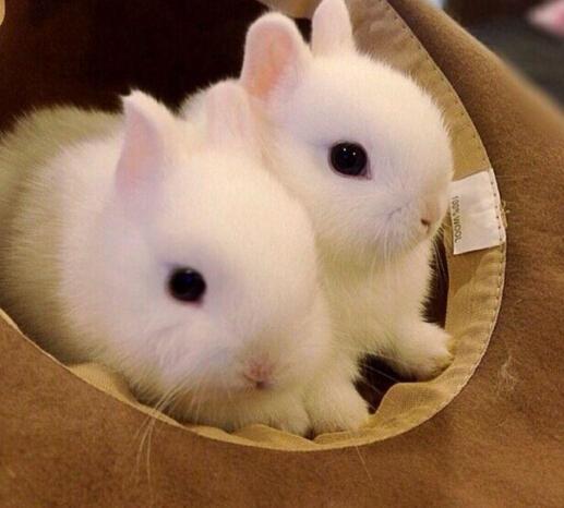 说到兔子,大家印象中肯定就是那种柔弱瘦小的,世界上最小的兔子荷兰