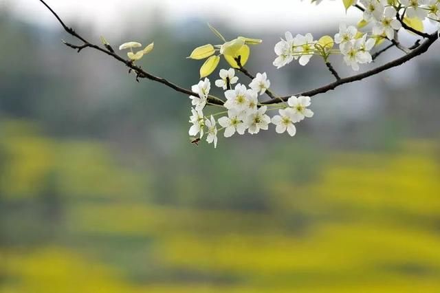 【摄影赏析】春暖花开,实拍春天大自然的那些花草树木