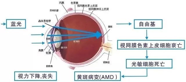 蓝光为什么会伤害我们的眼睛