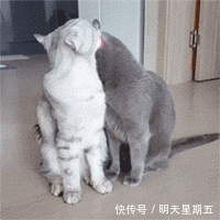 搞笑gif:舔着舔着套路就来了吧