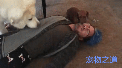 于是,小狗狗把嘴凑到了主人嘴边,给他做起了口对口人工呼吸.