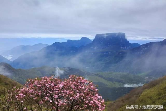 金口河山花烂漫争奇斗艳