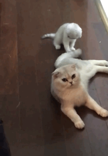小猫玩大猫的尾巴,大猫回过头给小猫一个大嘴巴子:让你玩!
