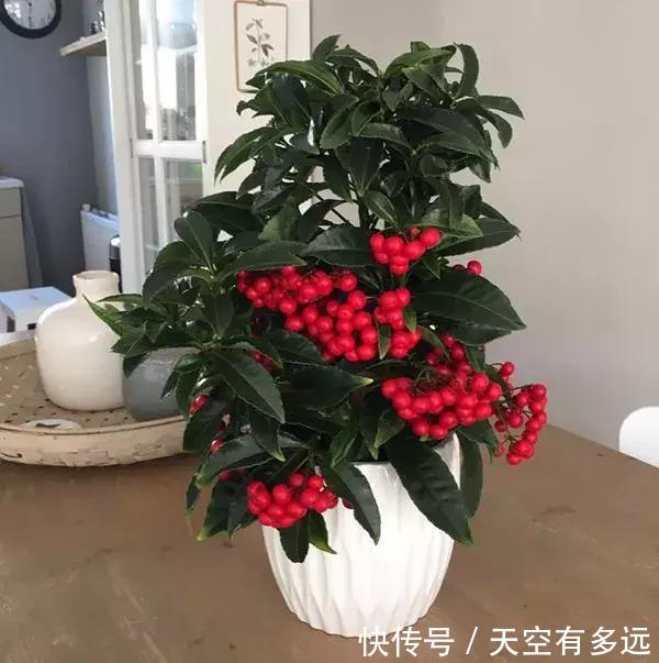 朱砂根喜欢温暖湿润的半阴或者散光环境,在13到27度之间,生长最快