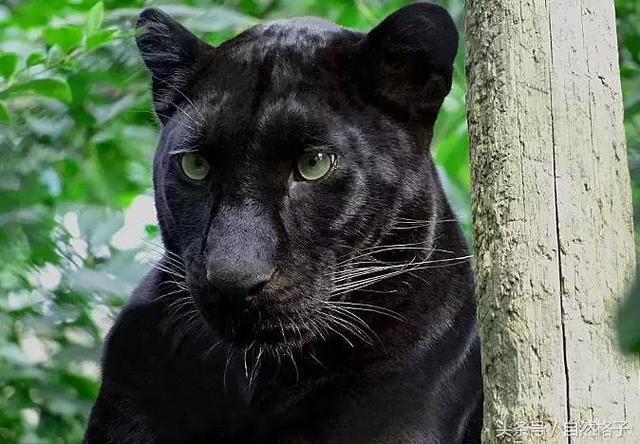 还有少见的白色薮猫,但发生黑色变异(也叫黑化)的猫科动物除了黑豹外