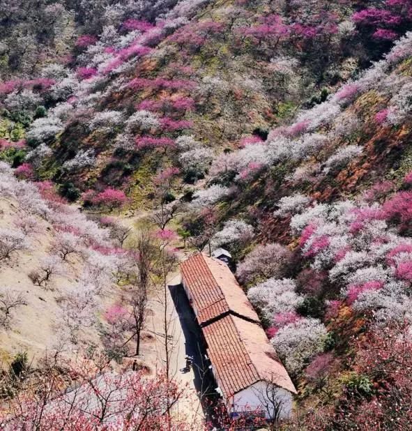 地址:湖州市安吉县杭垓镇桐杭村 宁波北仑 九峰山 梅蕊腊前破,梅花