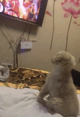 好奇的主人看了一眼电视后 原来这小家伙喜欢上了里面的孙悟空