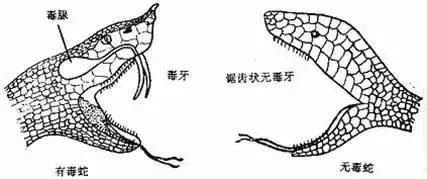 毒蛇与无毒蛇区别