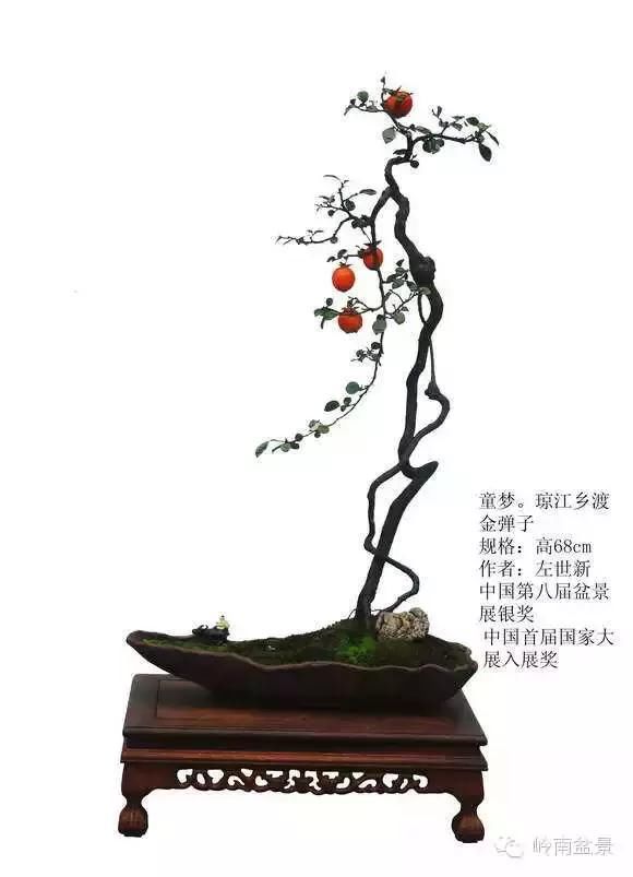 一组精品金弹子盆景欣赏,送给即将远去的2017,祝君事事如意