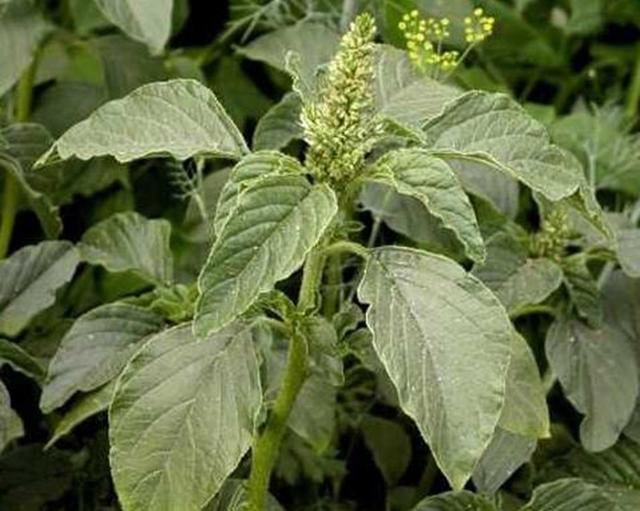 农村常见的一种野草,名叫"野苋菜",吃过的百分之九十都25岁了