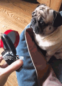 搞笑gif:你竟然比你媳妇还漂亮,怪不得她打你!