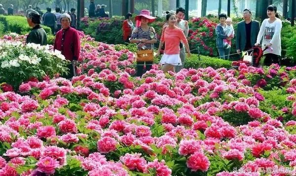 距第36届中国洛阳牡丹文化节开幕 还有18天 牡丹文化节马上要来了 你