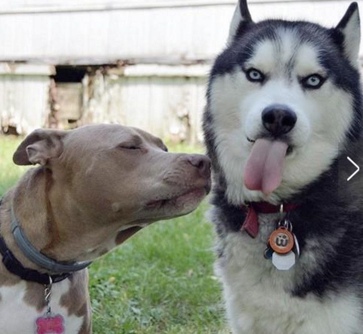 哈士奇遇上比特犬表情的吻,想逃又怕被咬,深情有话抚州的表情包图片