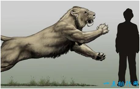 史上最大的狮子,残暴狮体长可至4米,体重400公斤以上