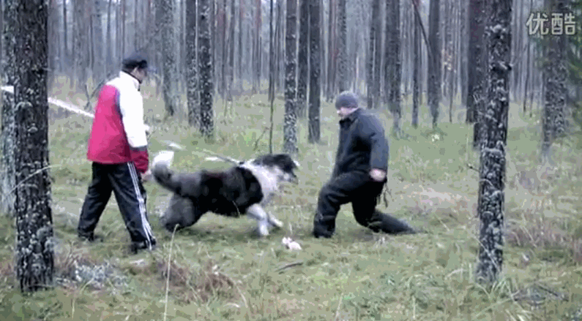 世界上最大的狗,凶猛起来,狼也只是口中之物