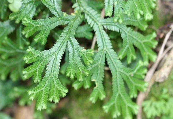 这种草,被称为植物界的小强,遇水即复活,有抗癌止血的