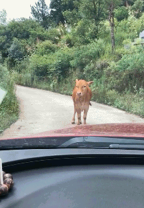 搞笑gif:妹子真会玩,老花镜怕是要涨价了