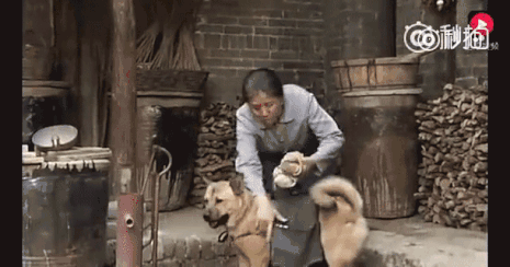 一心一意忠诚忠心又通灵性,田园犬才是我们应该关爱,珍惜的狗狗啊!