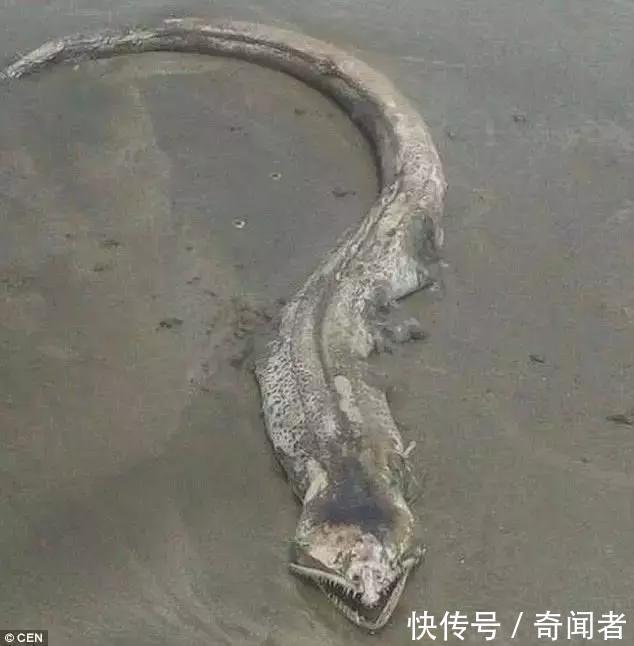 墨西哥海滩惊现神秘海洋生物,外形如巨蛇吓坏散步女子