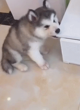 小狗狗找家具磨牙,主人:逗比二货这么小就上岗了!