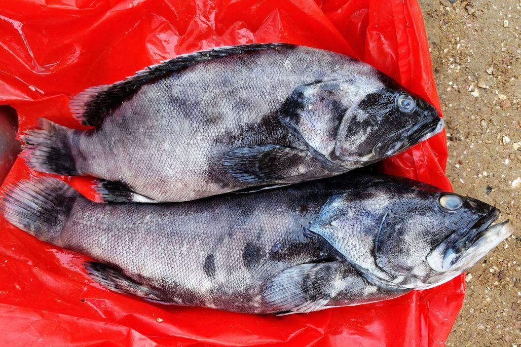 黑头鱼,这一对价格目前在20块钱左右一斤.