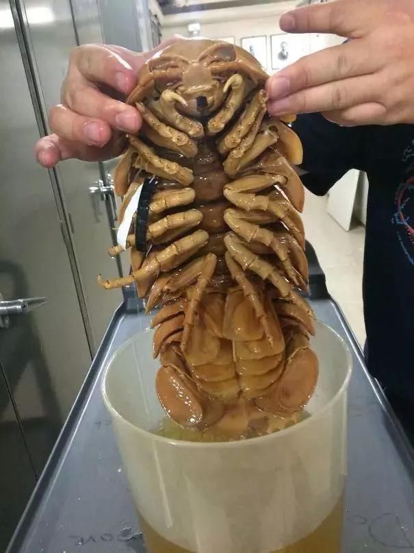 3,深海发现的巨型等足类动物,是我看错了吗?还是真的是皮皮虾?