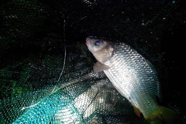 野钓 夜晚钓鱼光线比较差,尤其是钓鱼的时候面前就是水,出钓的时候